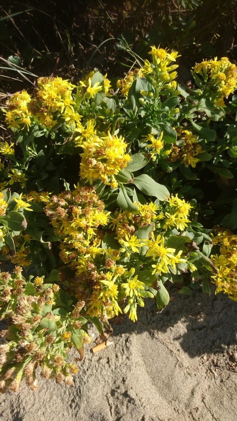 Solidago litoralis photo 8