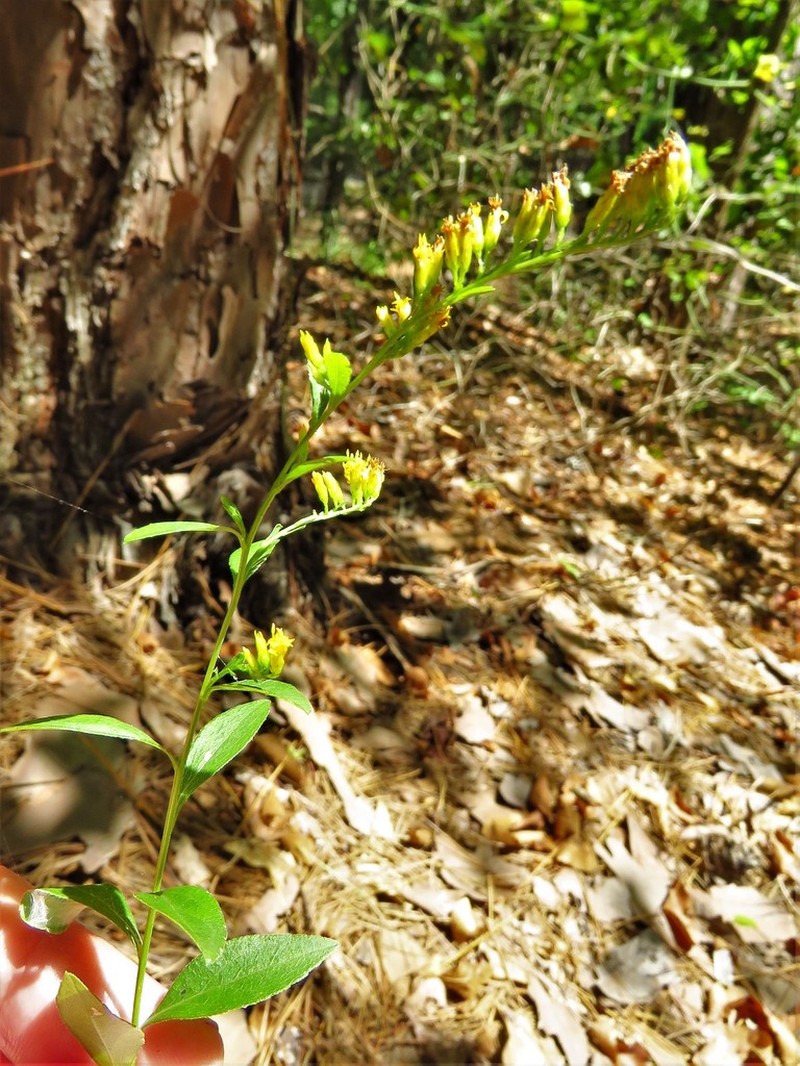 Louisiana Goldenrod photo 4