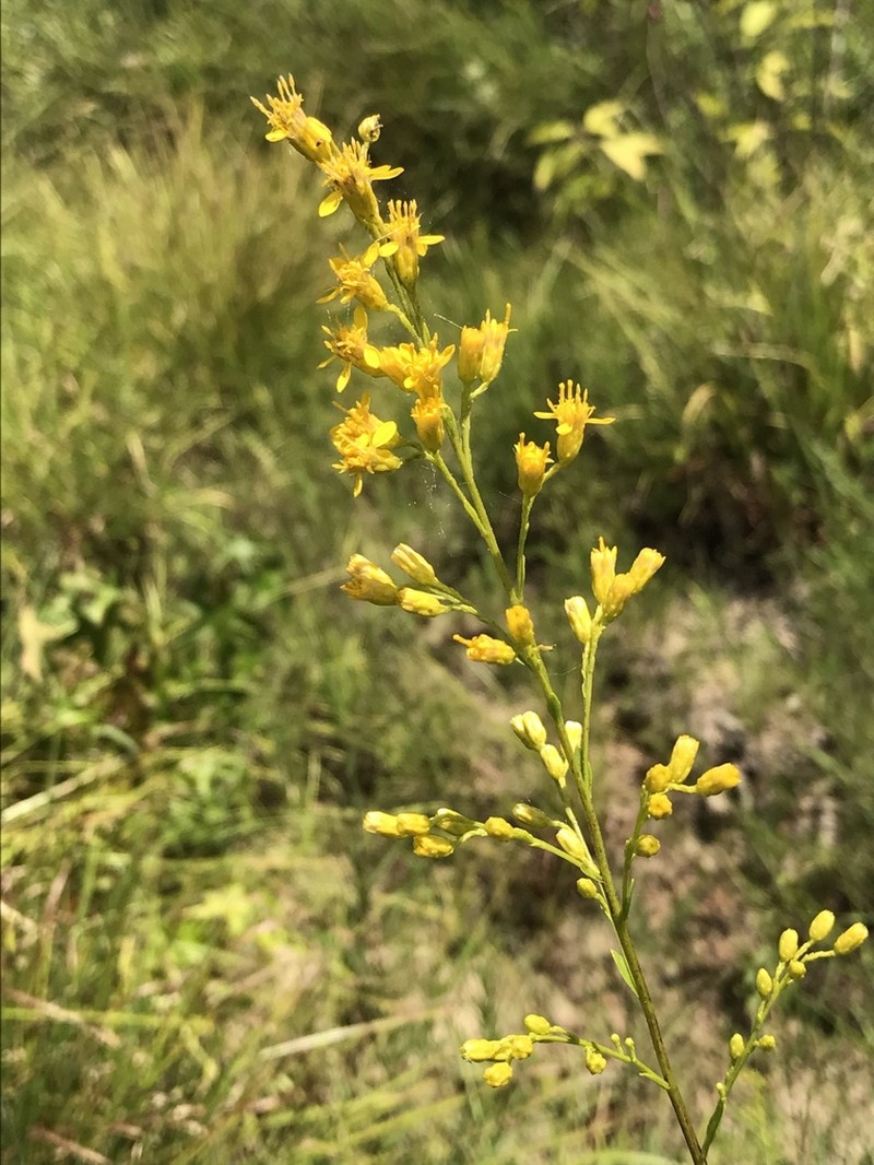 Louisiana Goldenrod photo 5
