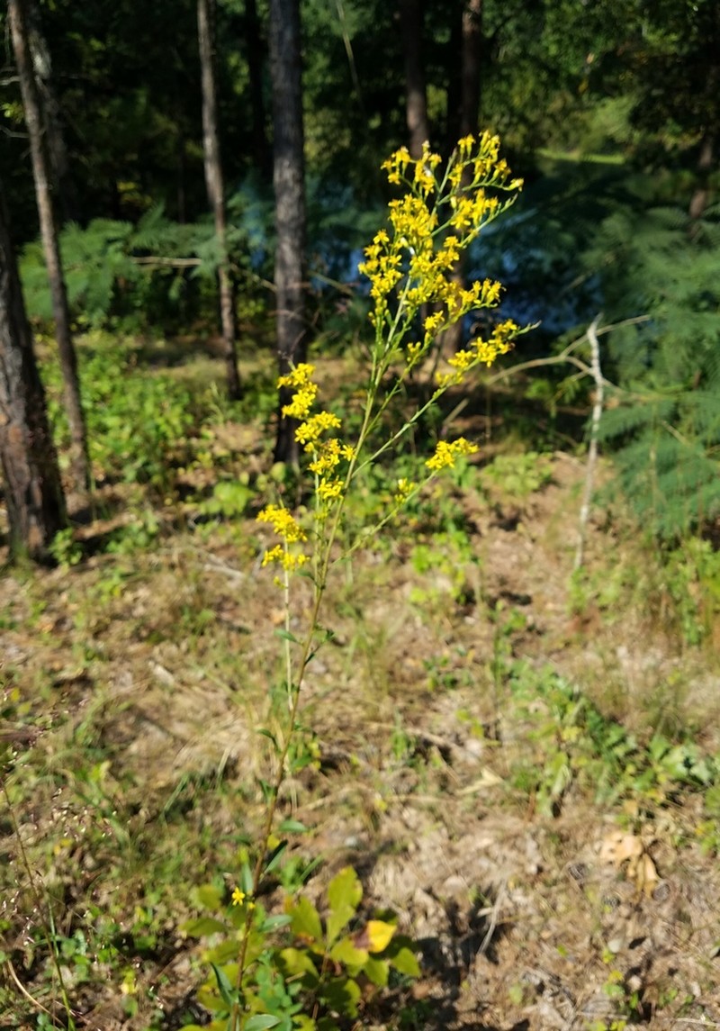 Louisiana Goldenrod photo 6