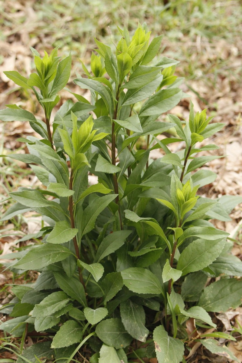 Louisiana Goldenrod photo 7