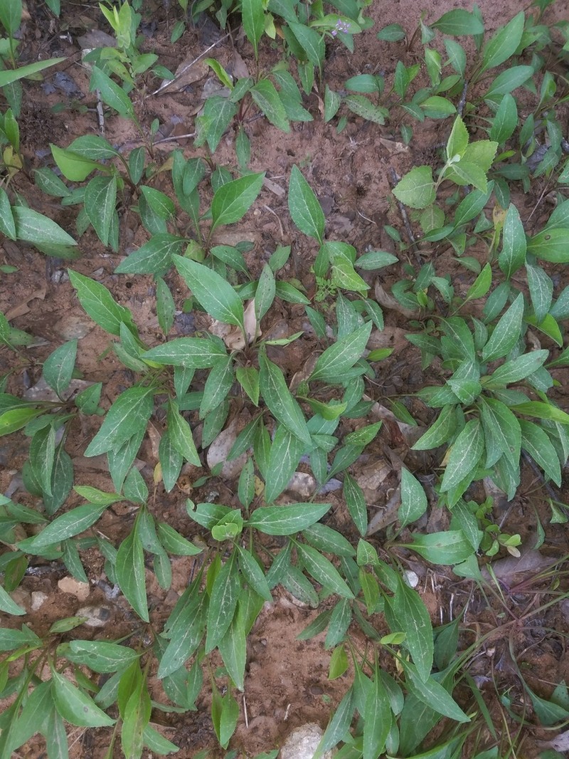Louisiana Goldenrod photo 8
