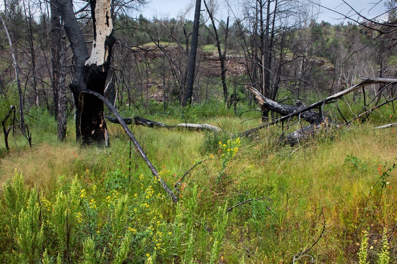 Louisiana Goldenrod photo 4