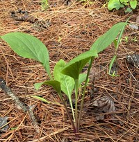 Louisiana Goldenrod