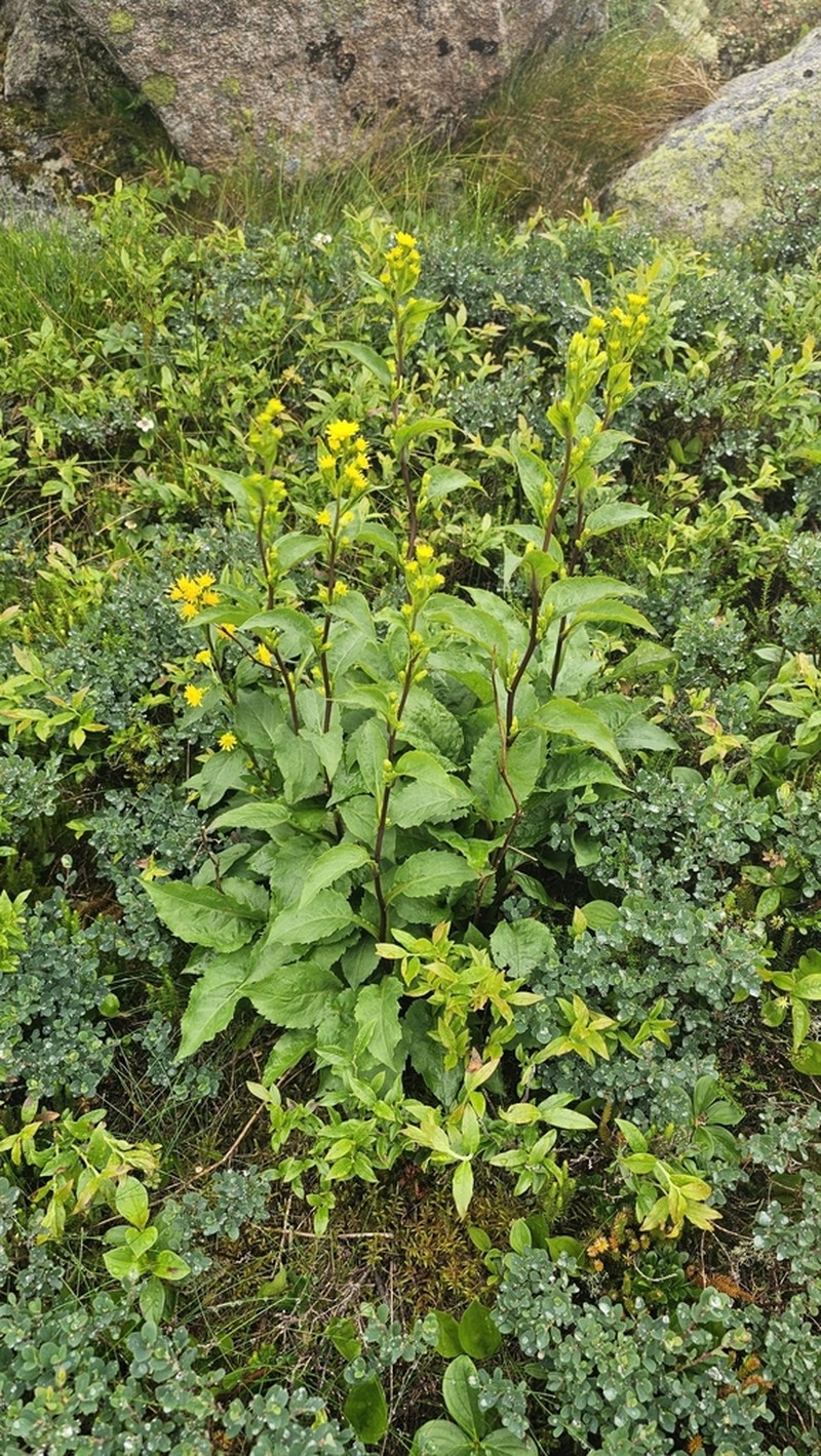 Largeleaf Goldenrod photo 2
