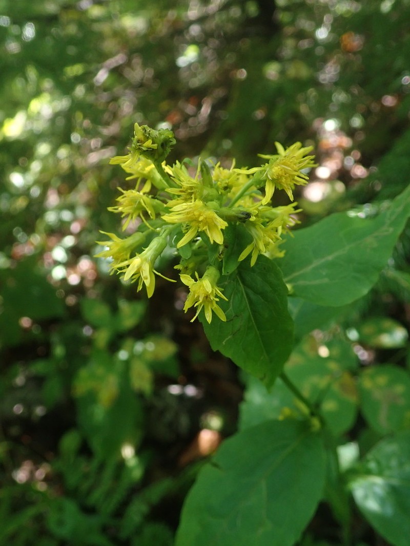 Largeleaf Goldenrod photo 3