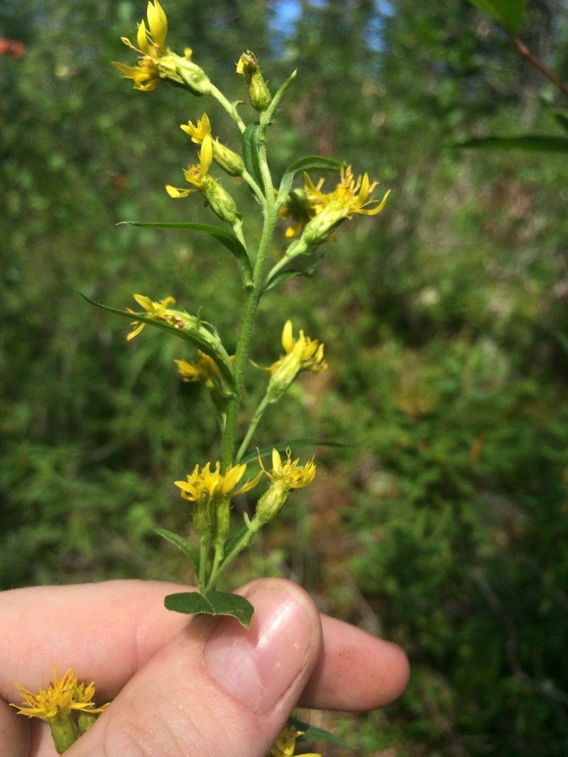 Largeleaf Goldenrod photo 4