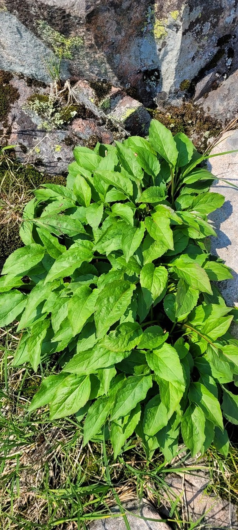Largeleaf Goldenrod photo 5