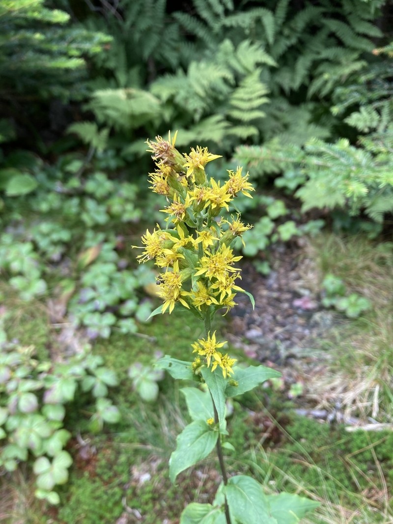 Largeleaf Goldenrod photo 6