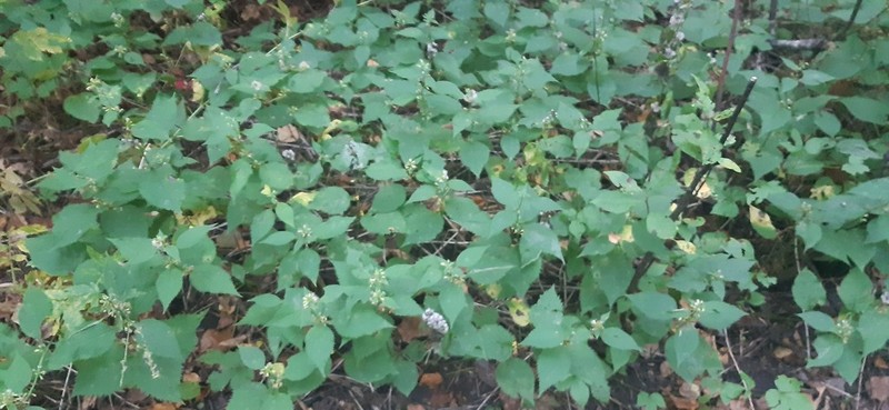 Largeleaf Goldenrod photo 7