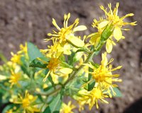 Largeleaf Goldenrod
