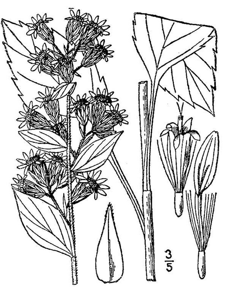 Largeleaf Goldenrod photo 2