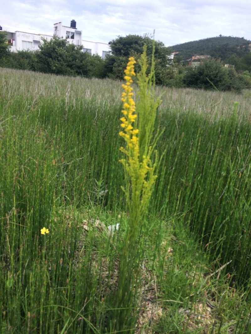 Solidago maya photo 2