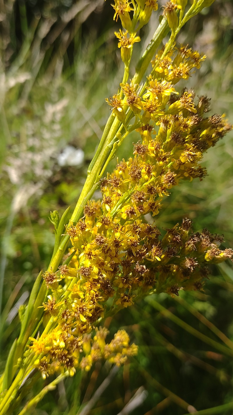 Solidago maya photo 5