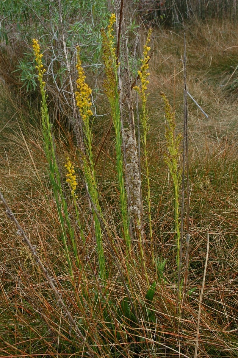 Solidago maya photo 6