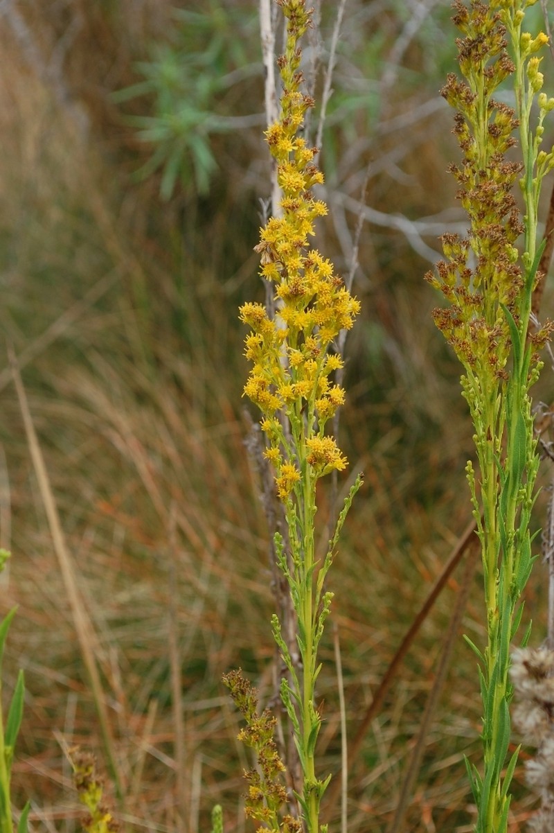 Solidago maya photo 7