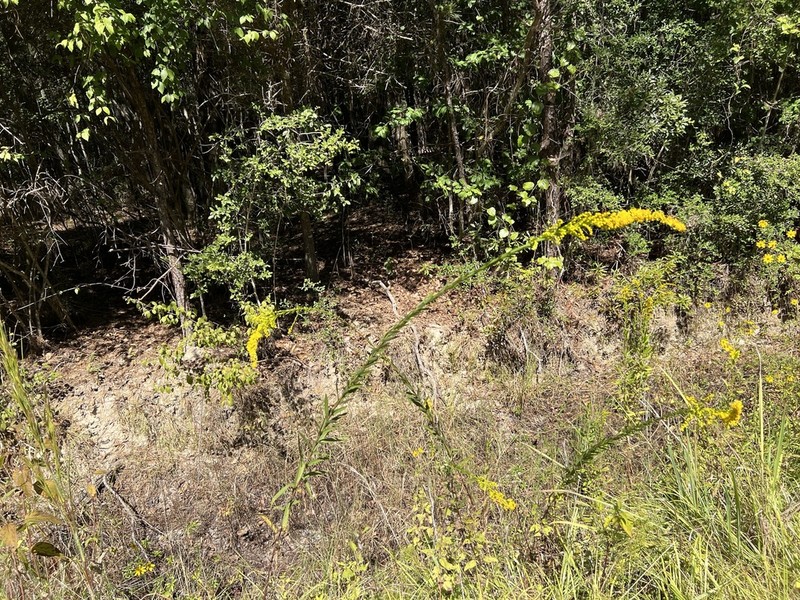 Solidago mexicana