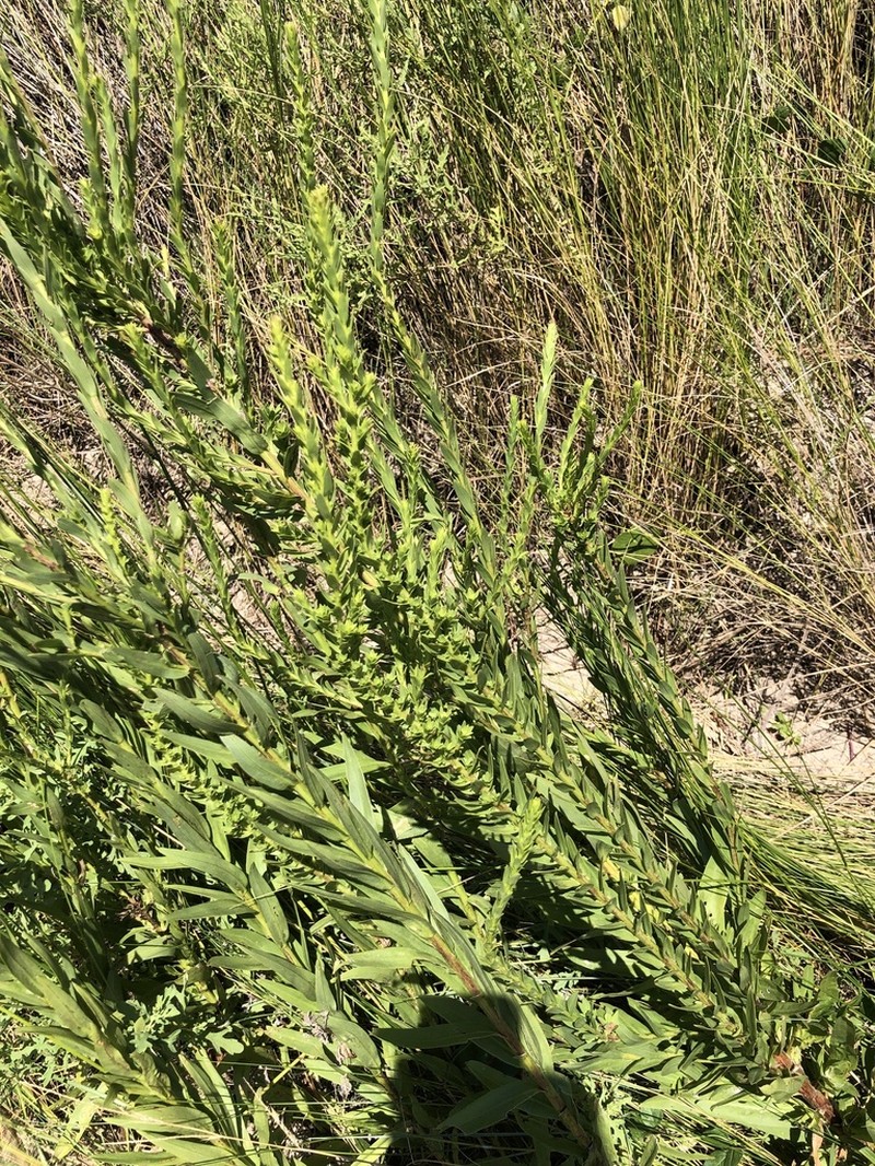 Solidago mexicana photo 2