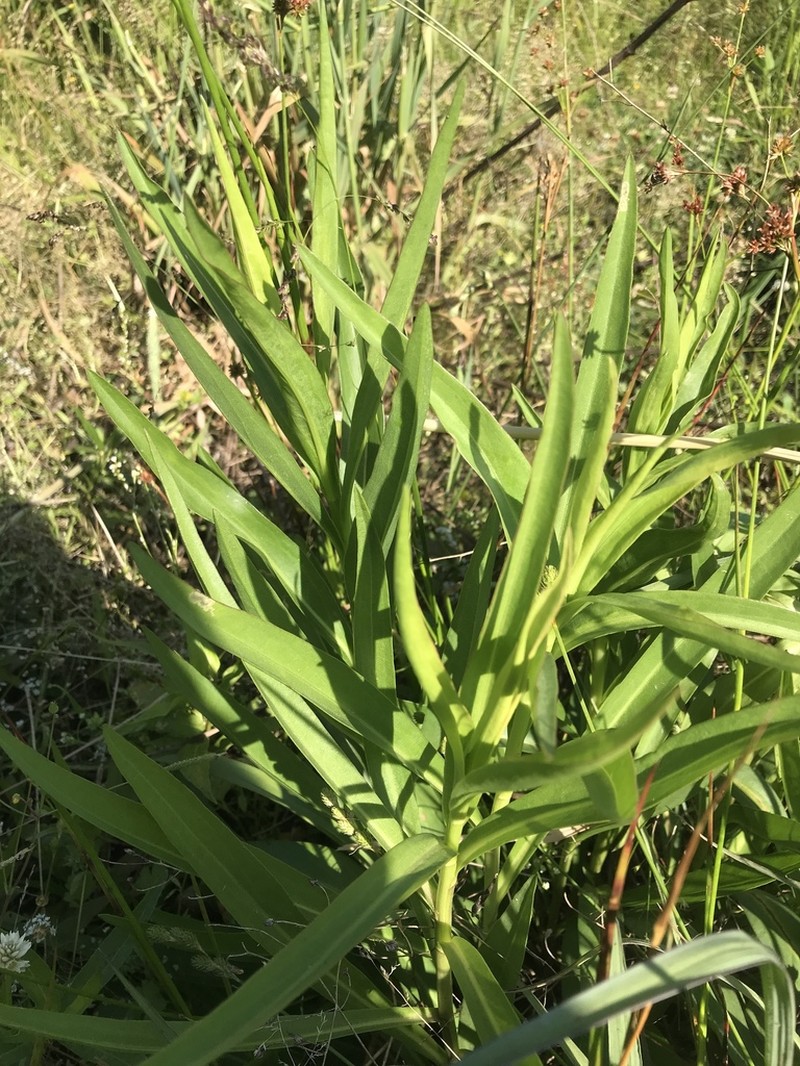 Solidago mexicana photo 3