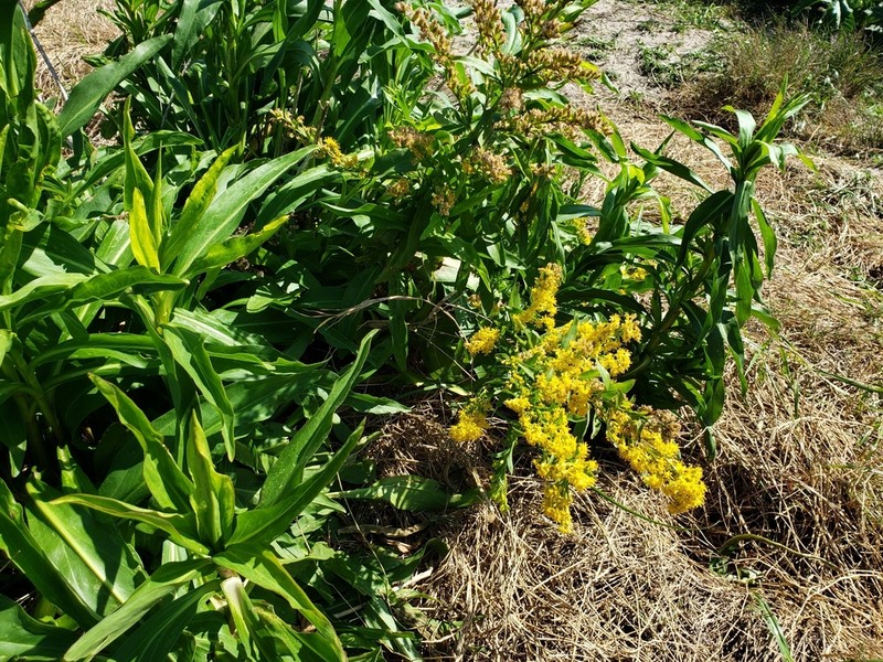 Solidago mexicana photo 5