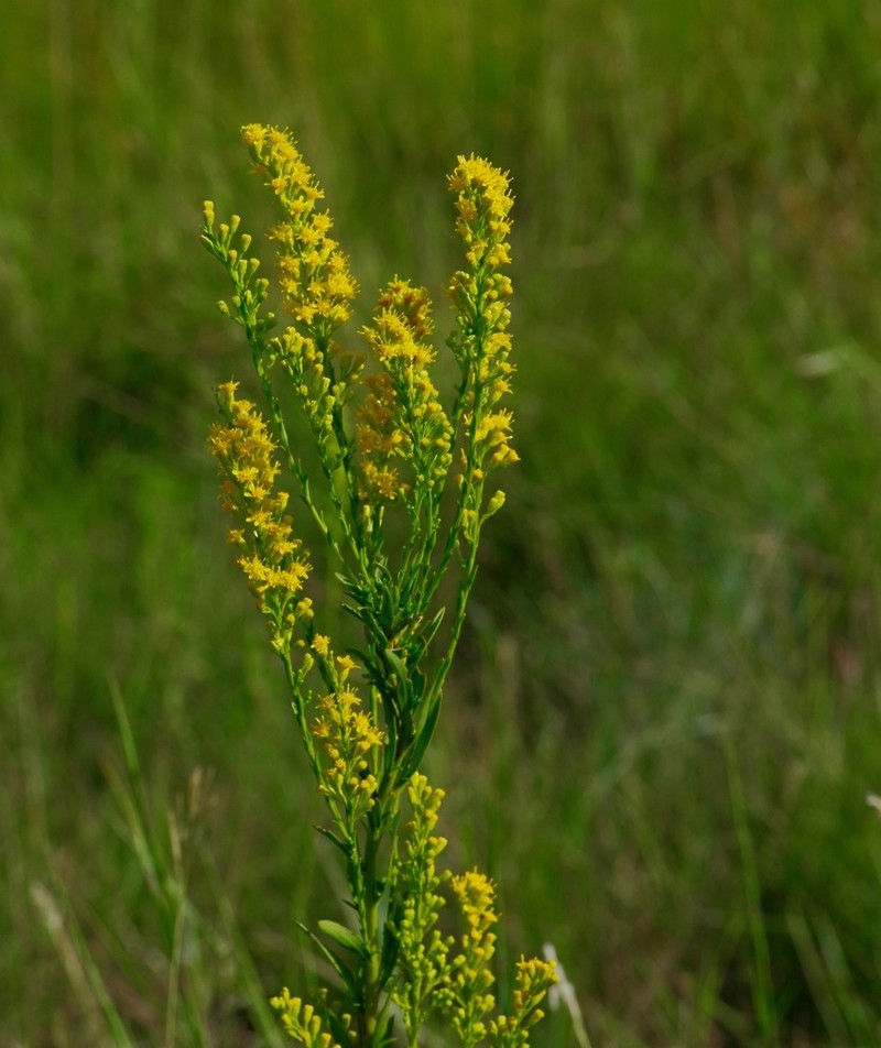 Solidago mexicana photo 6