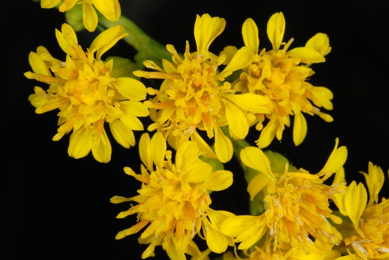 Solidago mexicana photo 7