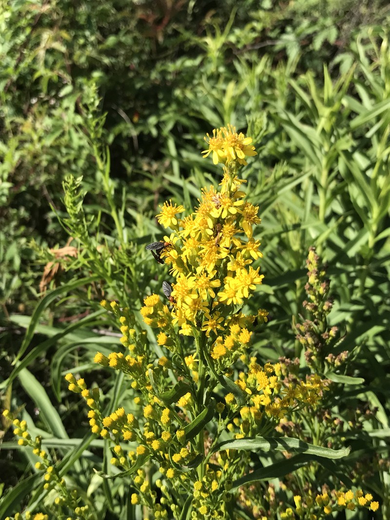 Solidago mexicana photo 8