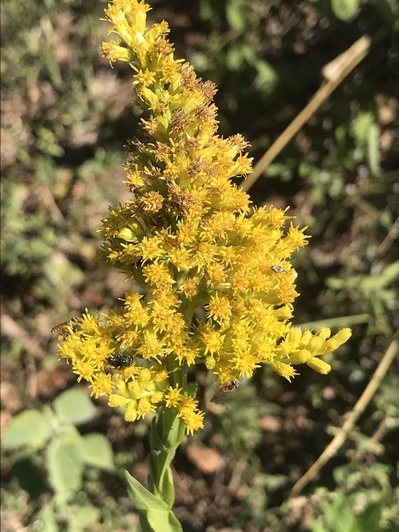Solidago microglossa photo 2