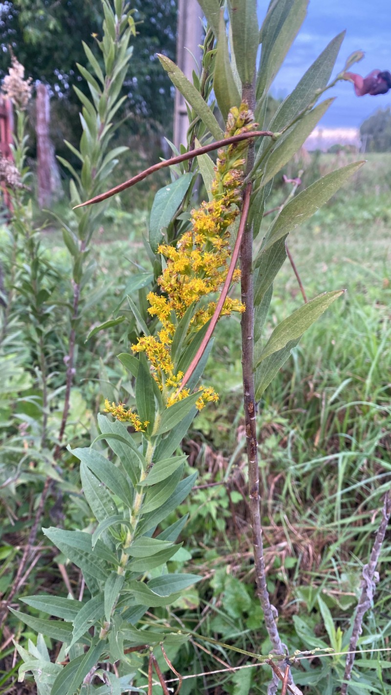 Solidago microglossa photo 3