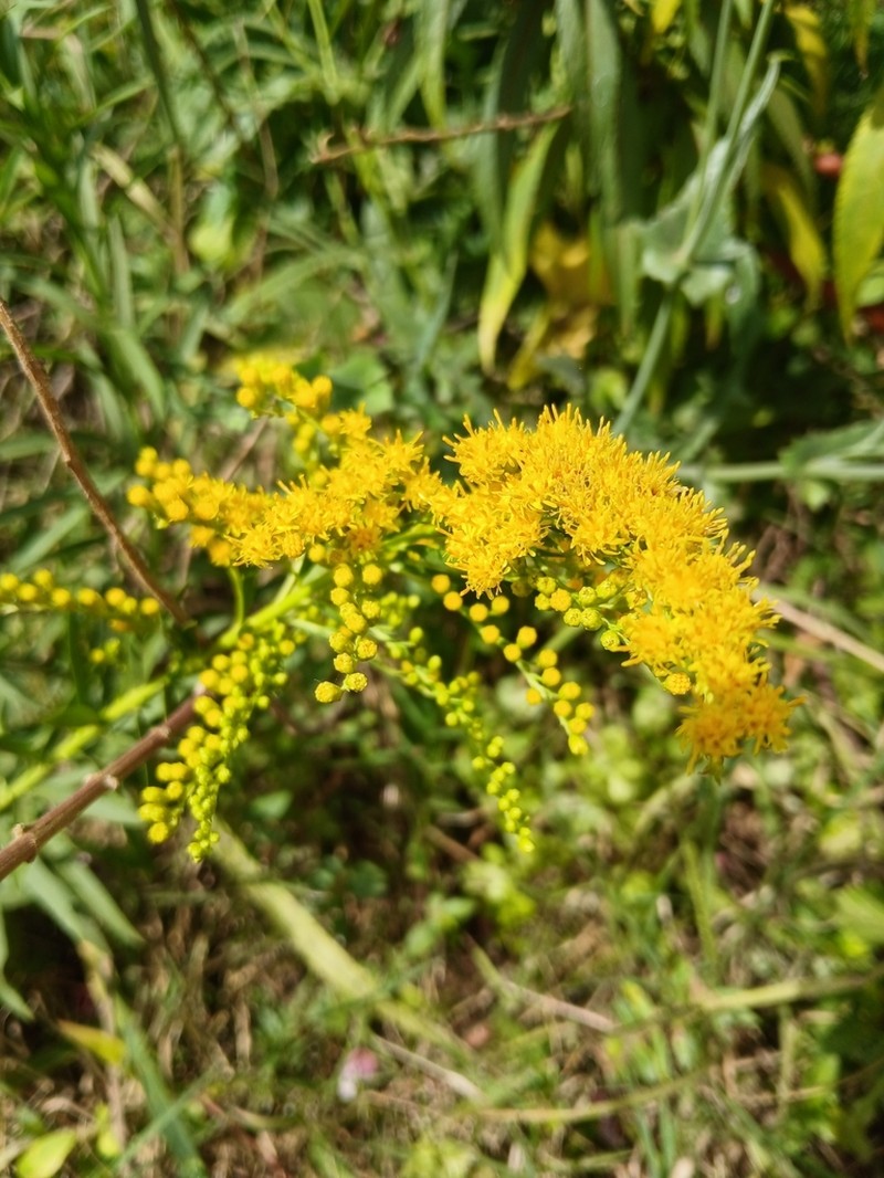 Solidago microglossa photo 4