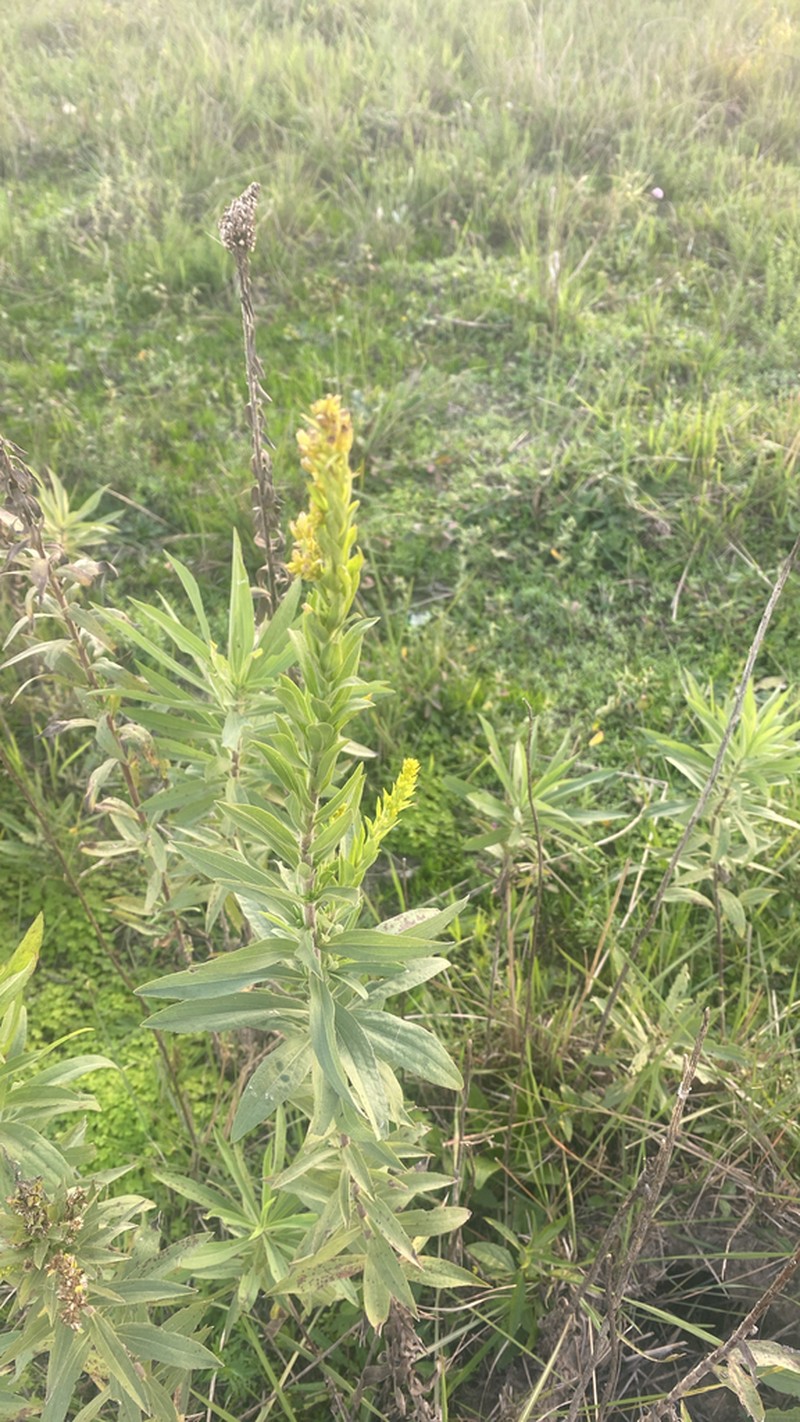 Solidago microglossa photo 5