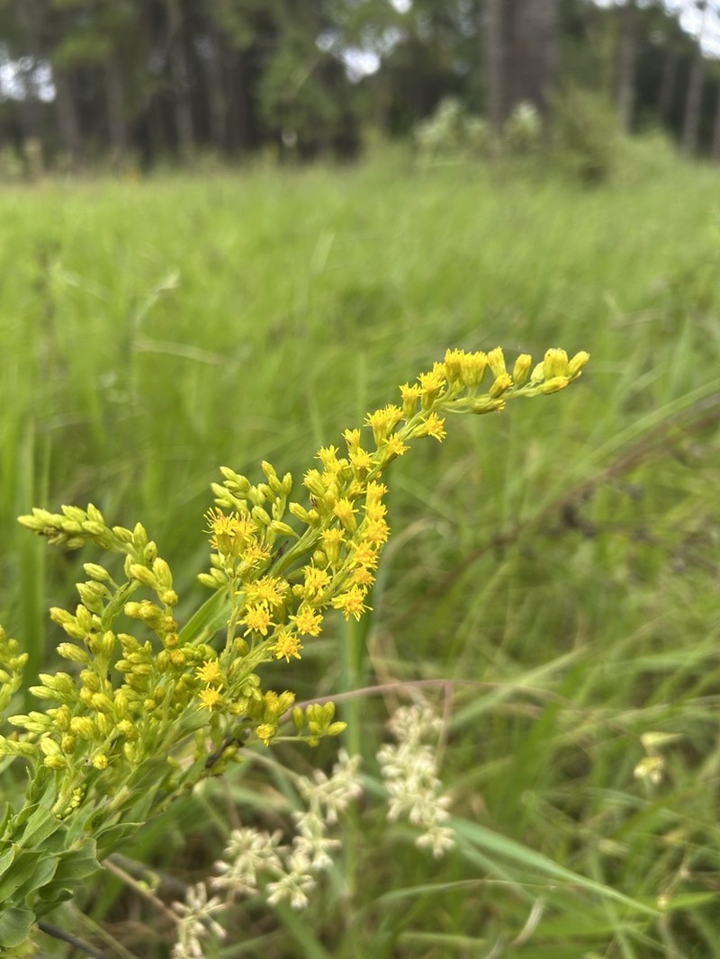 Solidago microglossa photo 6