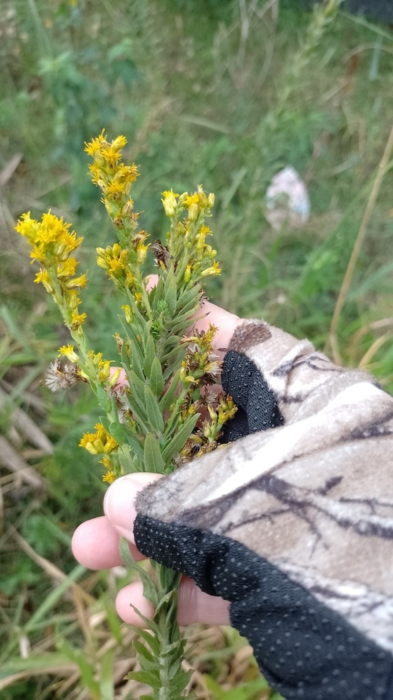 Solidago microglossa photo 7