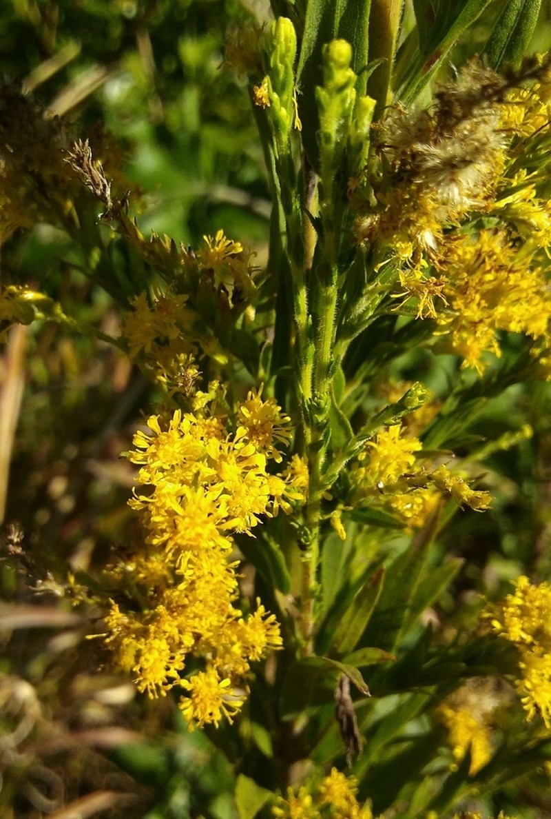 Solidago microglossa photo 8