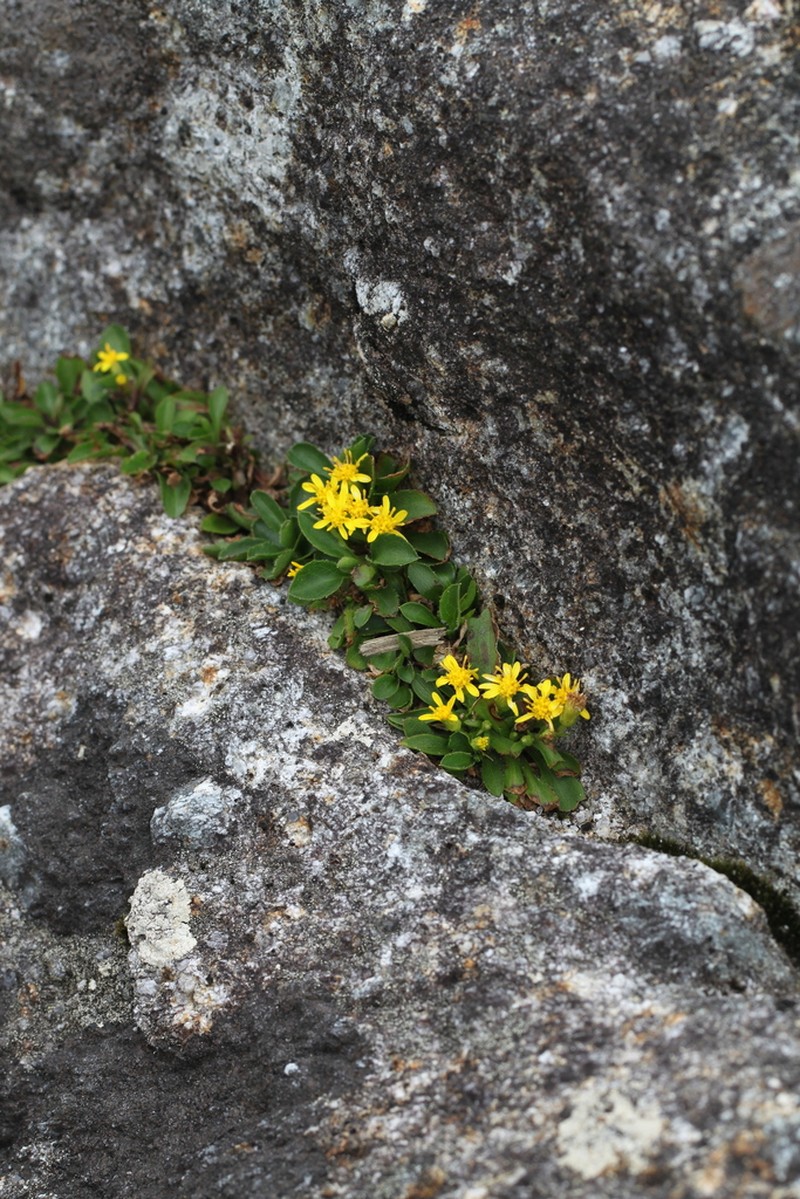 Solidago minutissima photo 2