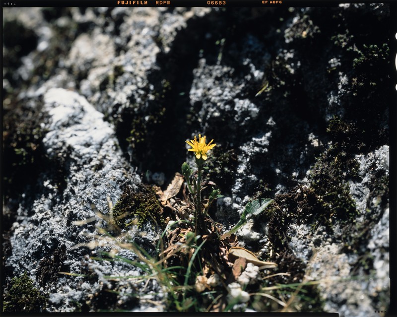 Solidago minutissima photo 3
