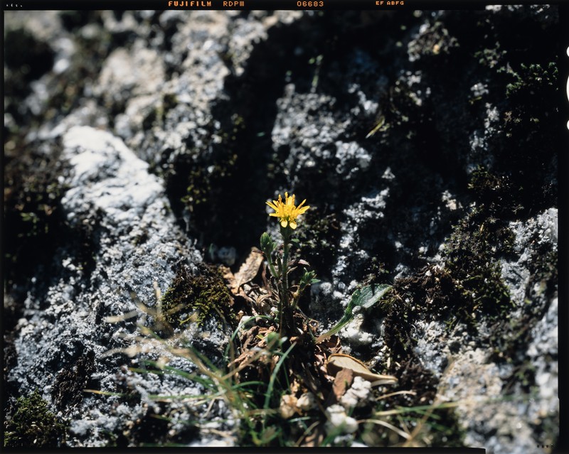 Solidago minutissima photo 4