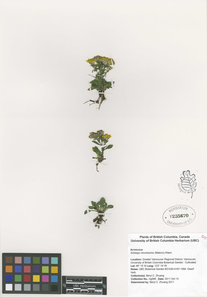 Solidago minutissima photo 5