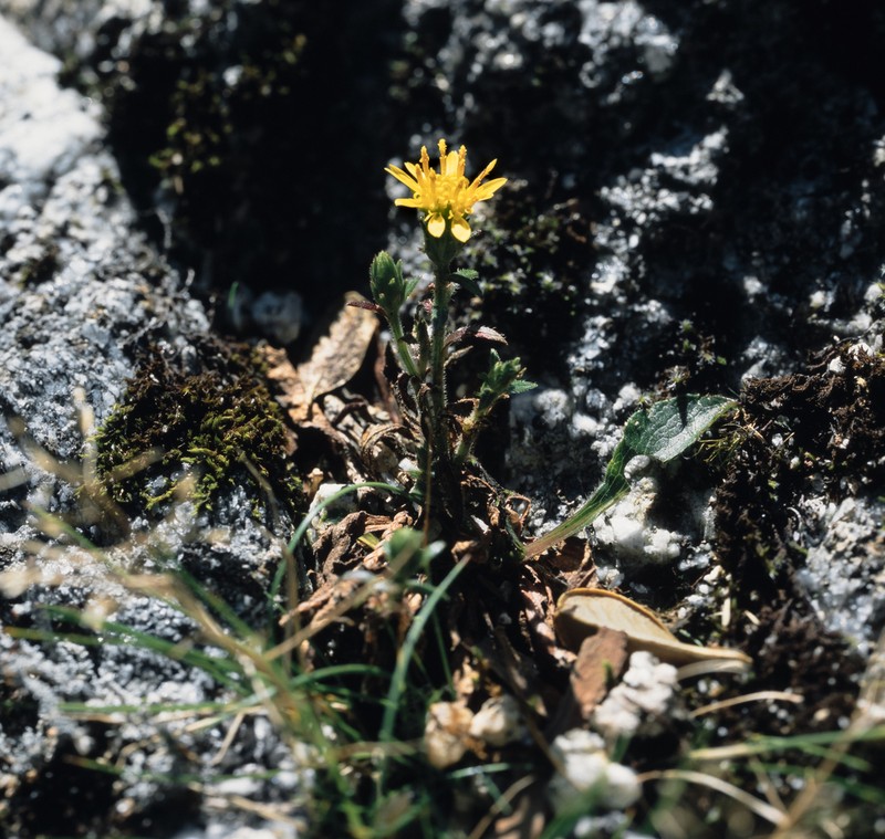 Solidago minutissima