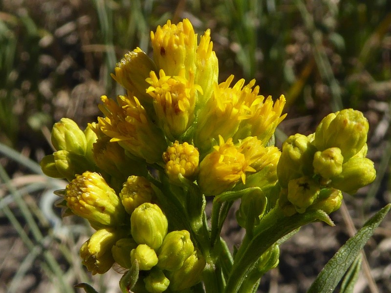 Missouri Goldenrod photo 2
