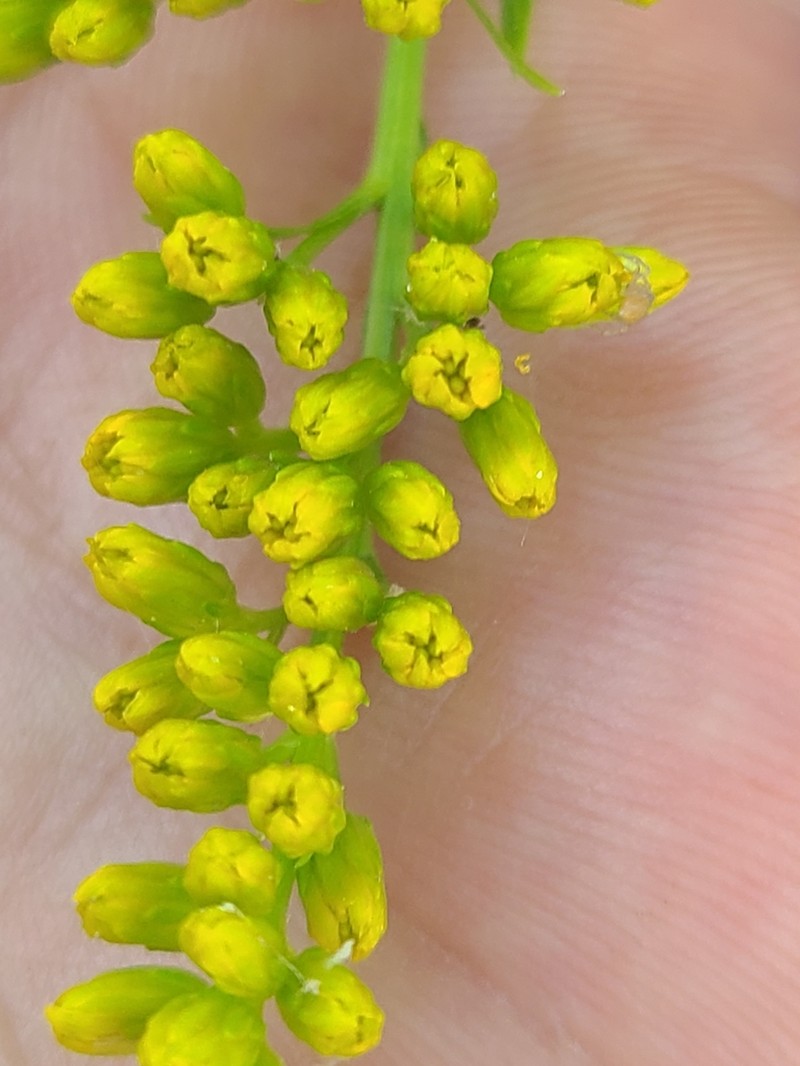 Missouri Goldenrod photo 3