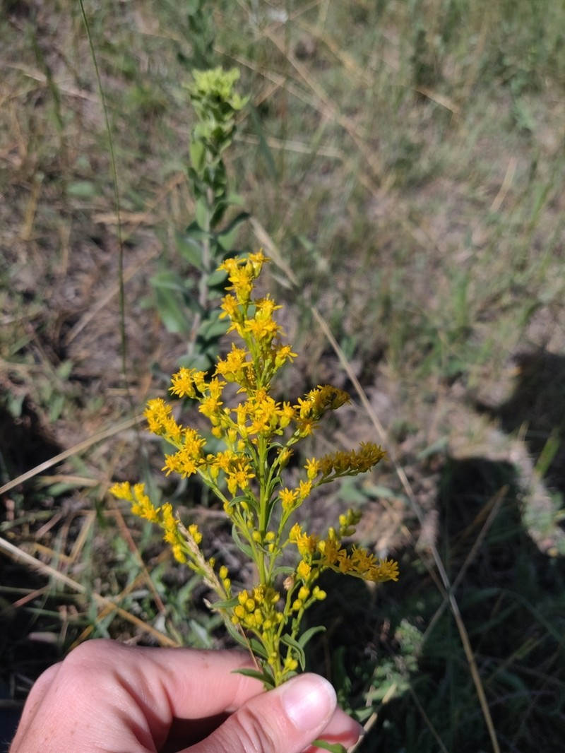 Missouri Goldenrod photo 4