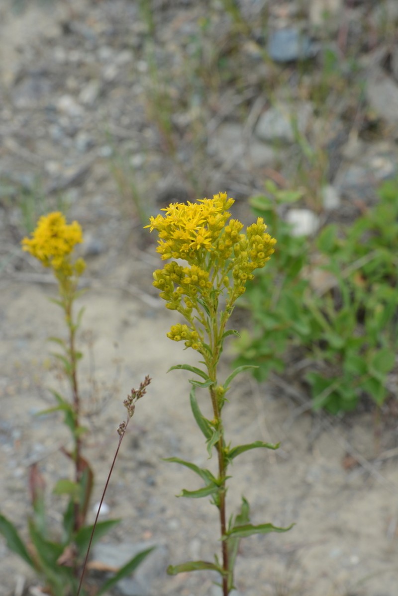Missouri Goldenrod photo 5