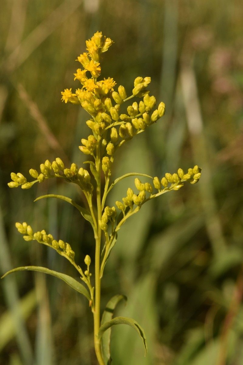 Missouri Goldenrod photo 6