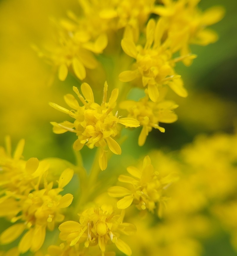 Missouri Goldenrod photo 7