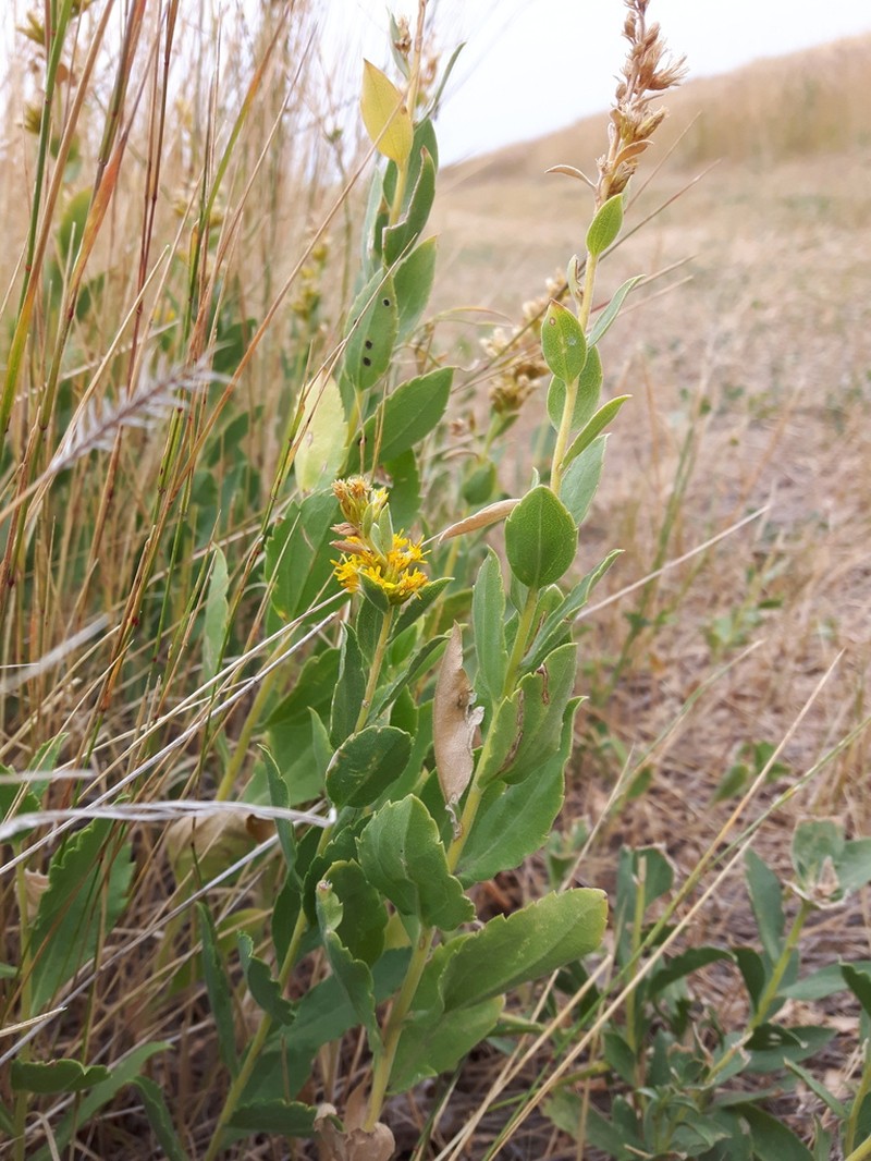 Velvety Goldenrod photo 2