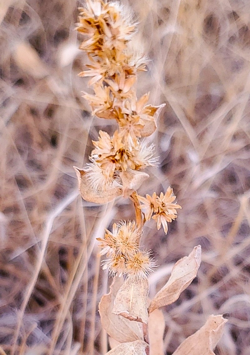 Velvety Goldenrod photo 3