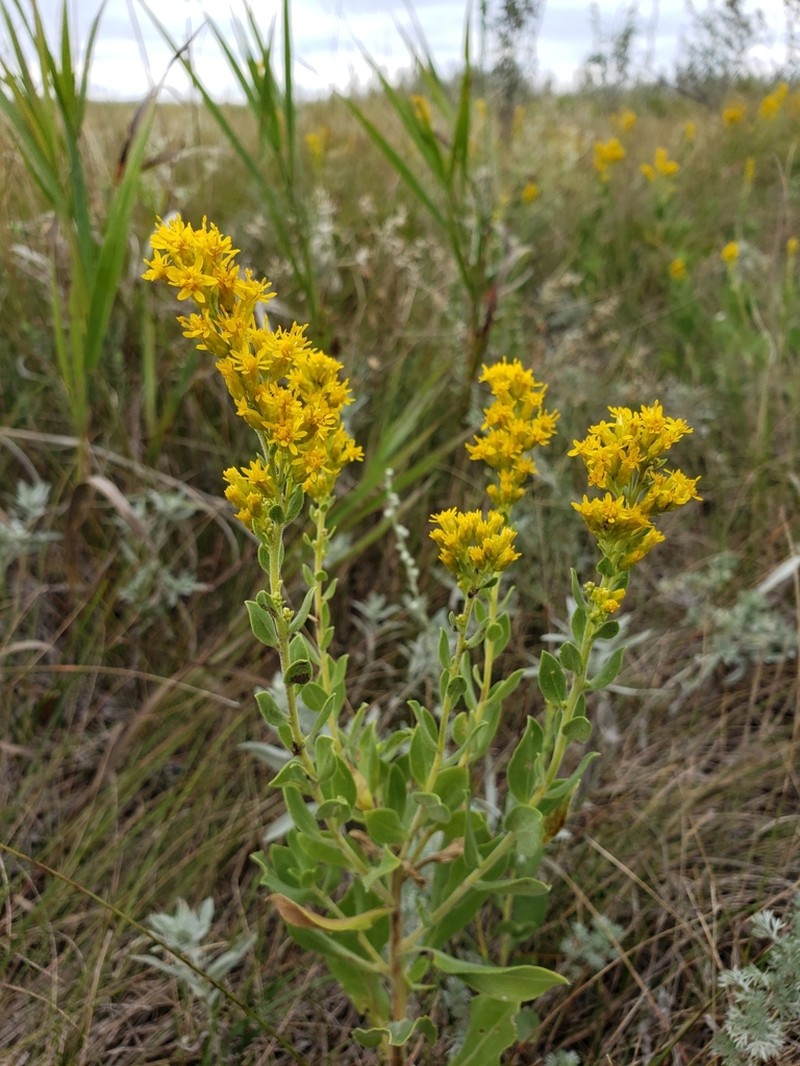 Velvety Goldenrod photo 4