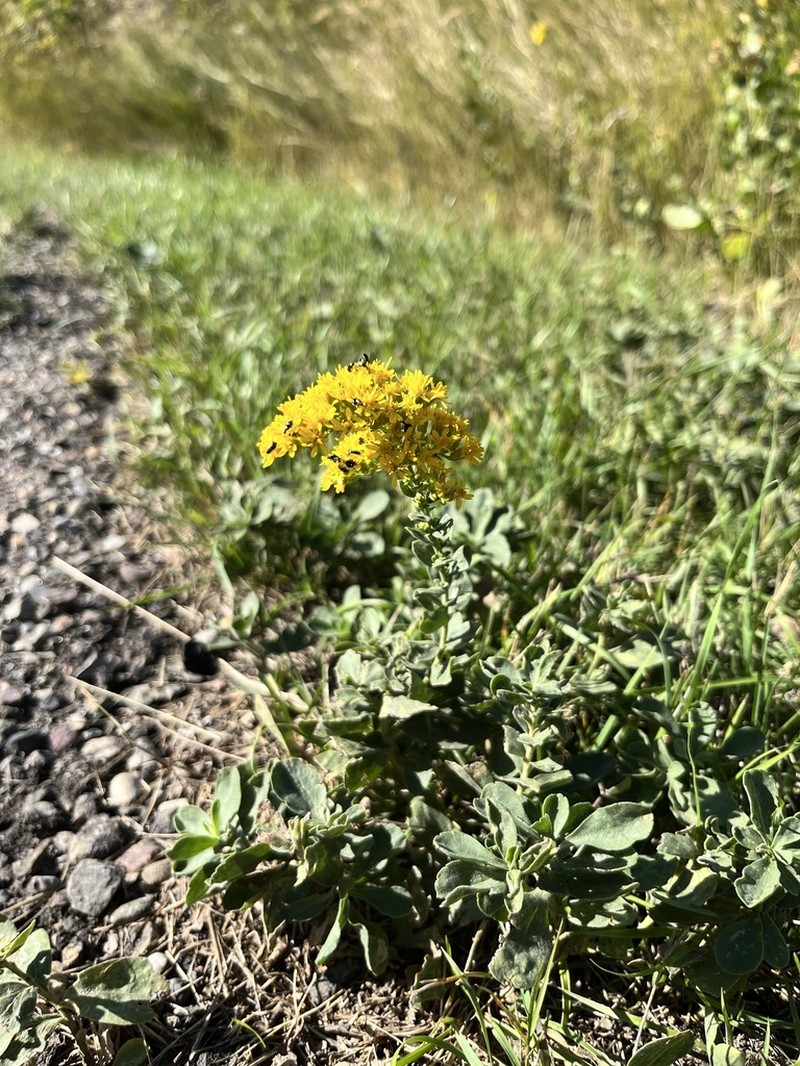 Velvety Goldenrod photo 5