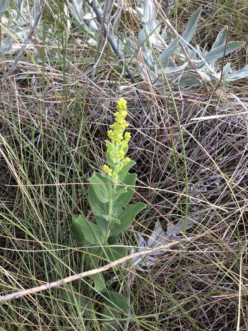 Velvety Goldenrod photo 6